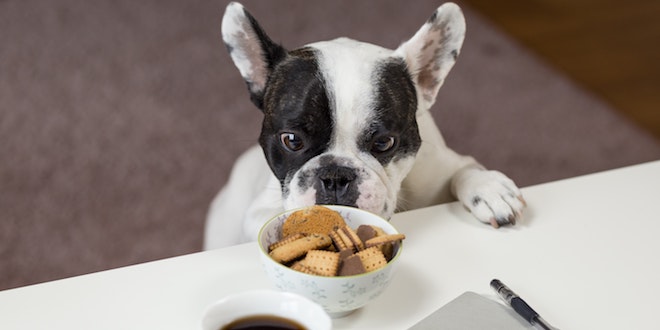 17 Foods That Are Toxic to Dogs